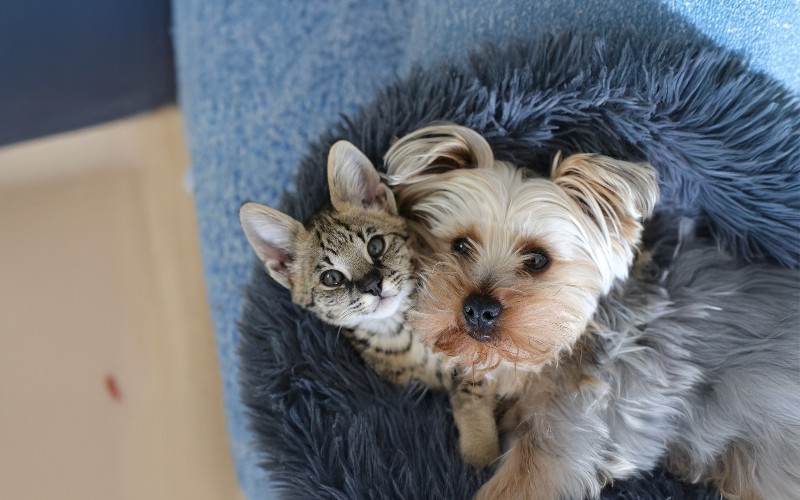 Pies czy kot? Jak wybrać idealną rasę dla siebie